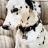 Bone Shape Dog Tag Thin Red Line